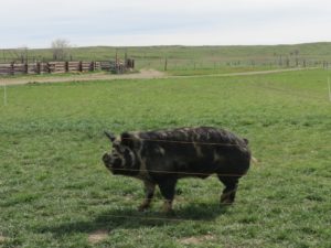 Our boar Kunis, we retired him in 2022 and he is living out his days here on our farm